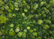Forest Mexico
